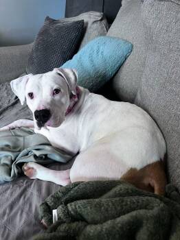 Rescue Terrier Dogs for Adoption in Milwaukee, Wisconsin - Pearl | PetCurious