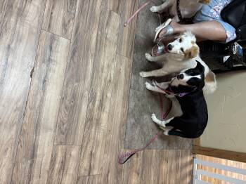 Rescue Great Pyrenees and Border Collie Dogs for Adoption in Haslet, Texas - Peaches | PetCurious