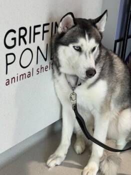 NOAH -  Husky and Mixed Breed Dog for Adoption - NOAH | PetCurious