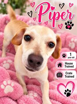 Piper -  Chihuahua Dog for Adoption in Fort Worth, Texas - Piper | PetCurious