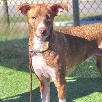 Rescue Whippet and Terrier Dogs for Adoption in Chattanooga, Tennessee - Lola | PetCurious