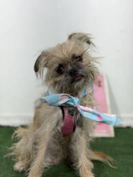 Chompin-One of our Amazing Rescue Dogs -  Brussels Griffon and Border Terrier Dog for Adoption in Carlsbad, California - Chompin-One Of Our Amazing Rescue Dogs | PetCurious
