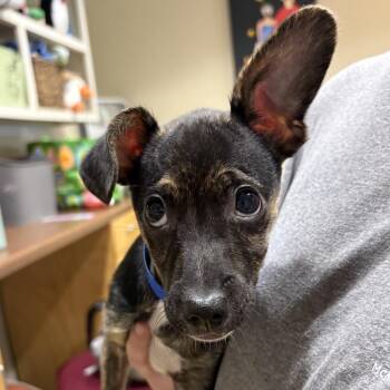 Mixed Breed Dogs Available for Adoption in Chattanooga, Tennessee - Phrog | PetCurious
