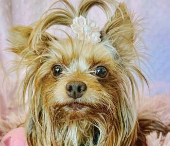 Rescue Yorkshire Terrier Dogs for Adoption in San Ramon, California - Pixie | PetCurious