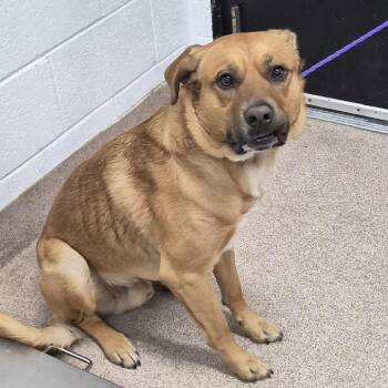 Mixed Breed Dogs Available for Adoption in Ardmore, Oklahoma - Andrew | PetCurious