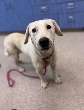 Pearl aka Saphira -  Labrador Retriever and Hound Dog for Adoption in Disputanta, Virginia - Pearl Aka Saphira | PetCurious