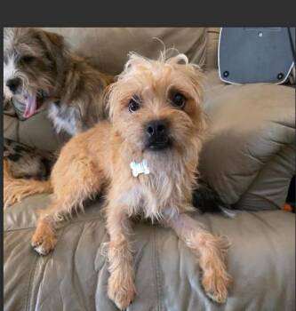 Miniature Poodle and Border Terrier Dogs Available for Adoption in Manvel, Texas - Theo | PetCurious