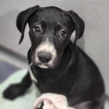 Butter -  Pit Bull Terrier and Catahoula Leopard Dog Dog for Adoption in Walnutport, Pennsylvania - Butter | PetCurious