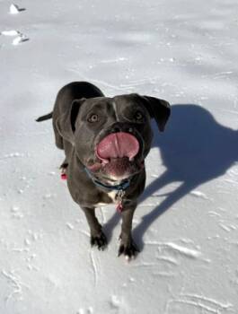 Mixed Breed Dogs Available for Adoption in Fairfax, Virginia - Fujita | PetCurious