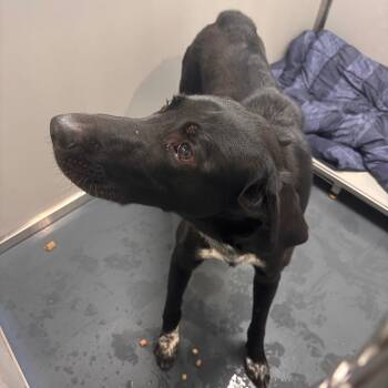 Joe Cool -  Mixed Breed Dog for Adoption in Allentown, Pennsylvania - Joe Cool | PetCurious