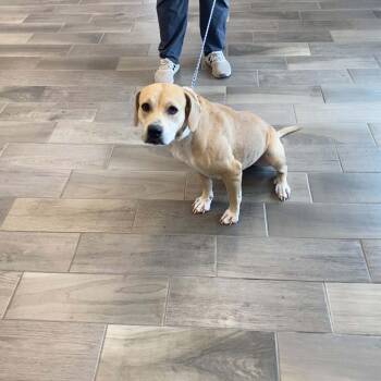 Quinn -  American Bulldog and Basset Hound Dog for Adoption in Nevada, Missouri - Quinn | PetCurious