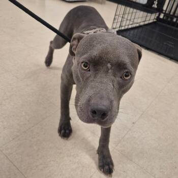 Violet -  Mixed Breed Dog for Adoption in Lake Panasoffkee, Florida - Violet | PetCurious