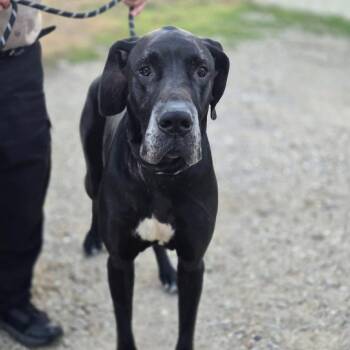 Great Dane Dogs Available for Adoption - Woody | PetCurious