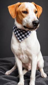 Jack Russell Terrier and Terrier Dogs Available for Adoption in Nahunta, Georgia - BOLT | PetCurious