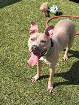 Honey -  Mixed Breed Dog for Adoption in Detroit, Michigan - Honey | PetCurious