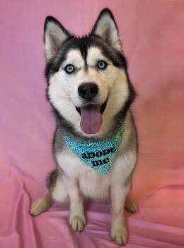 Siberian Husky Dogs Available for Adoption in Columbus, Nebraska - Nova | PetCurious