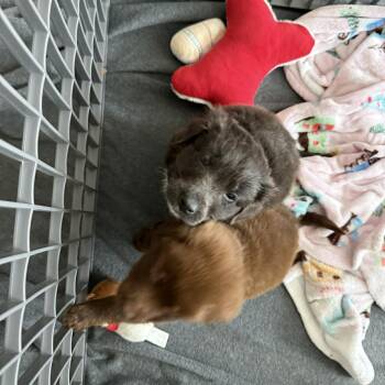 Mixed Breed Dogs Available for Adoption in Wando, South Carolina - Joe | PetCurious