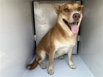A662210 -  Siberian Husky and Mixed Breed Dog for Adoption in Houston, Texas - A662210 | PetCurious