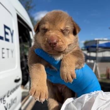 Latka -  Australian Cattle Dog Blue Heeler Dog for Adoption in Edinburg, Texas - Latka | PetCurious