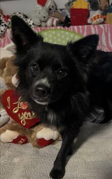 Pomeranian Dogs Available for Adoption - Keeley | PetCurious