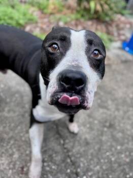 Pit Bull Terrier and Mixed Breed Dogs Available for Adoption - Rocko | PetCurious
