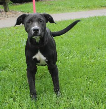 Pickles (12319) -  Labrador Retriever Dog for Adoption in Heath, Ohio - Pickles (12319) | PetCurious