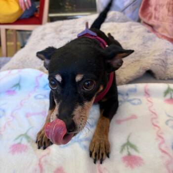 Pencil 14463 -  Miniature Pinscher and Chihuahua Dog for Adoption in San Francisco, California - Pencil 14463 | PetCurious