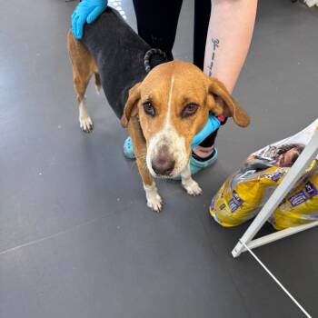 Rescue Hound Dogs for Adoption in Troy, Virginia - Potato | PetCurious