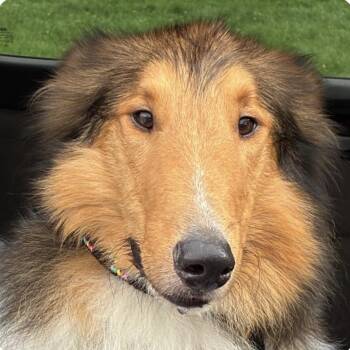 Chief -  Collie Dog for Adoption in Indiana, Pennsylvania - Chief | PetCurious