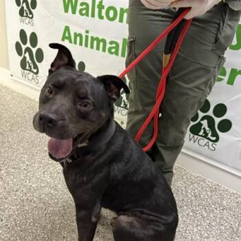 Jack Jack -  American Bulldog Dog for Adoption in Defuniak Springs, Florida - Jack Jack | PetCurious