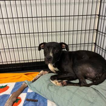 My Honey -  Pit Bull Terrier Dog for Adoption in St. Louis, Missouri - My Honey | PetCurious