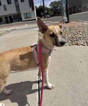 Rue -  Australian Cattle Dog Blue Heeler Dog for Adoption in Denver, Colorado - Rue | PetCurious