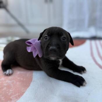 Pit Bull Terrier and American Bully Dogs Available for Adoption - Sydney Bridge | PetCurious