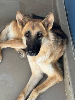 Nilah -  German Shepherd Dog Dog for Adoption in Kingman, Arizona - Nilah | PetCurious