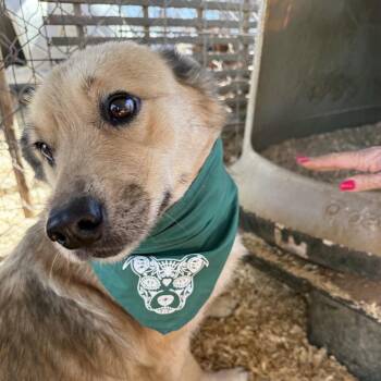 Mixed Breed Dogs Available for Adoption - Daisy | PetCurious