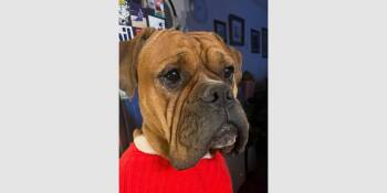 Strait -  Boxer Dog for Adoption in Hewitt, Texas - Strait | PetCurious