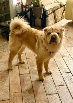 Shar Pei Dogs Available for Adoption in Lake Forest, California - Umber | PetCurious