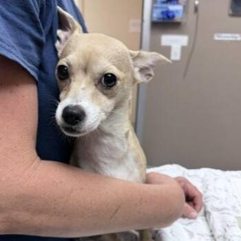 Mary -  Chihuahua Dog for Adoption in Redwood Valley, California - Mary | PetCurious