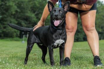 Rescue Black Labrador Retriever Dogs for Adoption in Chester Springs, Pennsylvania - Conrad | PetCurious