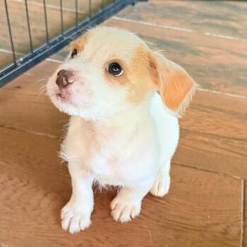 Remy -  Terrier Dog for Adoption in Santa Fe, Texas - Remy | PetCurious