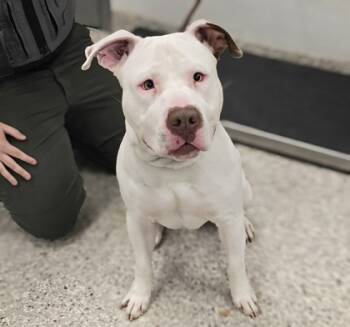 Rescue Terrier and Mixed Breed Dogs for Adoption in Gastonia, North Carolina - 59739380 | PetCurious