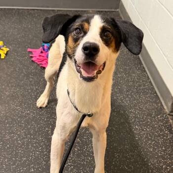 Cedar -  Australian Shepherd and Mixed Breed Dog for Adoption in Dayton, Ohio - Cedar | PetCurious