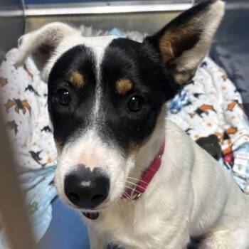 Australian Shepherd and Mixed Breed Dogs Available for Adoption in Merriam, Kansas - Walker | PetCurious