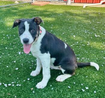 Rescue Border Collie Dogs for Adoption in Gallatin, Tennessee - Louise | PetCurious
