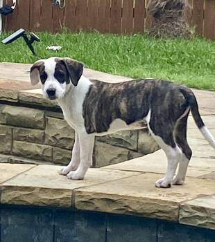 Foxhound and Terrier Dogs Available for Adoption in Coppell, Texas - Chipper | PetCurious