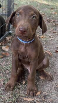 Drake -  Labrador Retriever and Mixed Breed Dog for Adoption in Cedarburg, Wisconsin - Drake | PetCurious