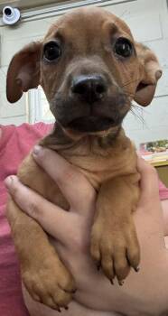 Ernie -  Beagle and Dachshund Dog for Adoption in Swainsboro, Georgia - Ernie | PetCurious