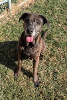 Trixie A183389 -  Boxer Dog for Adoption in Plano, Texas - Trixie A183389 | PetCurious