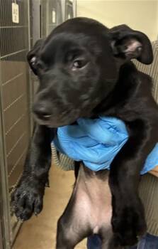 OATMEAL -  Pit Bull Terrier and Mixed Breed Dog for Adoption in San Jose, California - OATMEAL | PetCurious