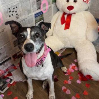 Terrier and Boston Terrier Dogs Available for Adoption in Houston, Texas - Tracy Tootsie | PetCurious